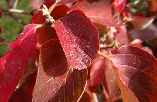 Liten häxal, höstfärgade blad