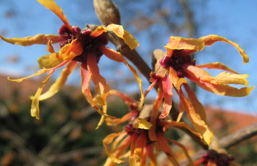 Hybridtrollhassel 'Feuerzauber', blomma