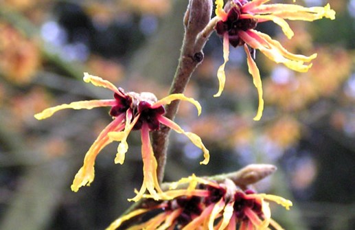 Hybridtrollhassel 'Jelena', blomma
