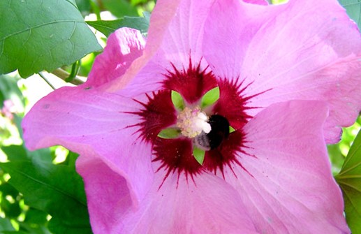 Frilandshibiskus 'Russian Violet'