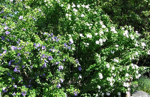 Frilandshibiskus 'Oiseau Bleu' och 'Red Heart'