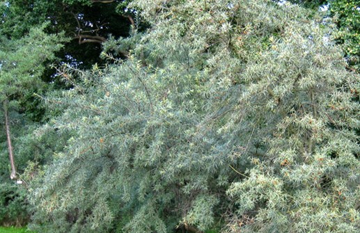 Havtorn stor buske