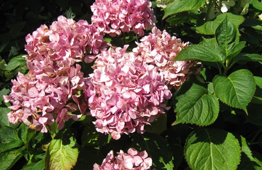 Hortensia Endless Summer-SERIEN