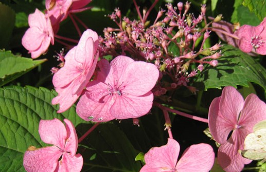 Hortensia 'Kardinal'