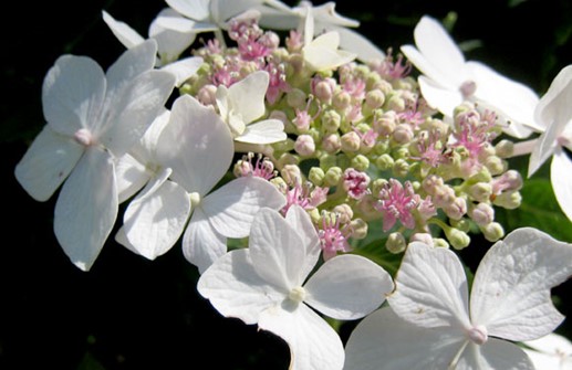 Hortensia 'Lanarth White', blomma