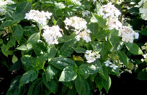 Hortensia 'Lanarth White'