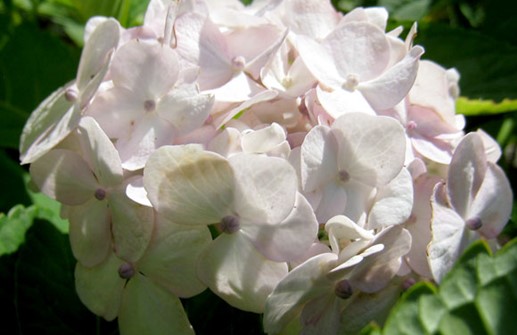 Hortensia 'Mme Emile Mouillere'