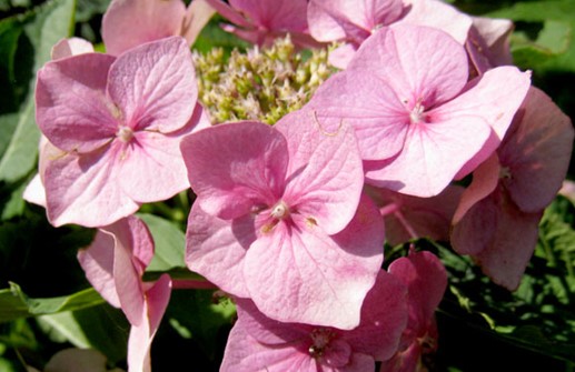 Hortensia 'Taube'