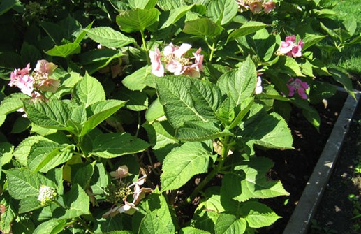 Hortensia 'Taube'