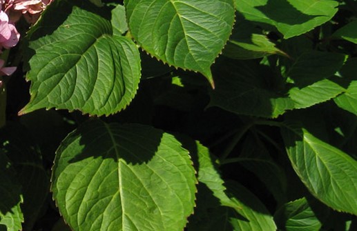 Hortensia, blad