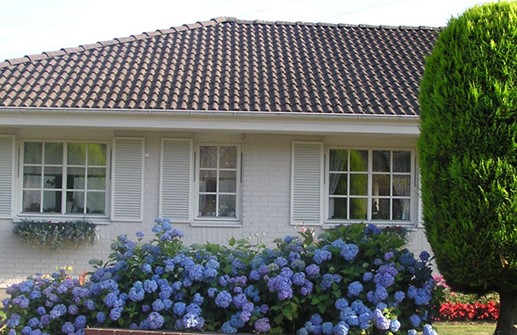 Hortensia blå sort i trädgård