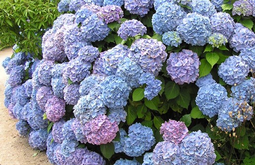 Hortensia