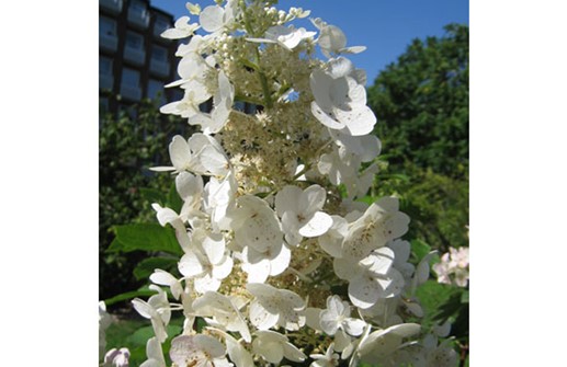 Vipphortensia 'Floribunda', blomma