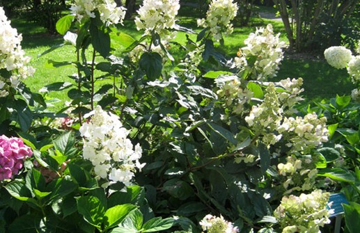 Vipphortensia 'Floribunda'