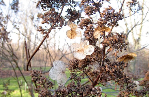 Vipphortensia 'Floribunda', vintertid