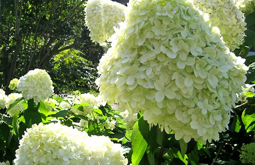 Vipphortensia 'Limelight', blomma