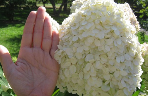 Vipphortensia 'Limelight', blomma