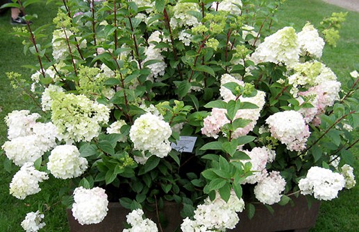 Vipphortensia  'White Diamonds' och 'Sunday Fraise'