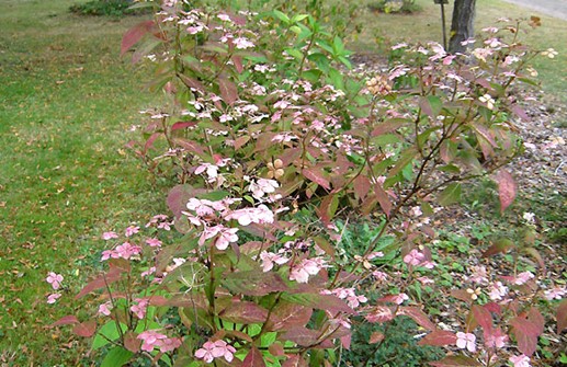 Purpurhortensia 'Blue Bird', höst