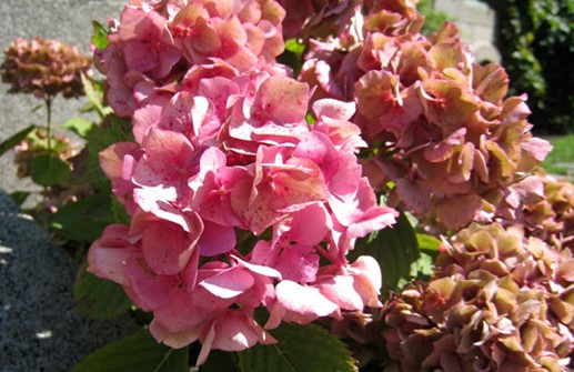 Purpurhortensia, blomma