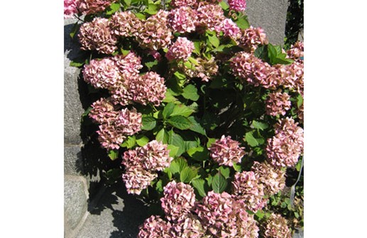 Purpurhortensia