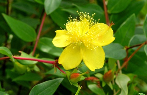 Vinterhypericum 'Hidcote', blomma och blad