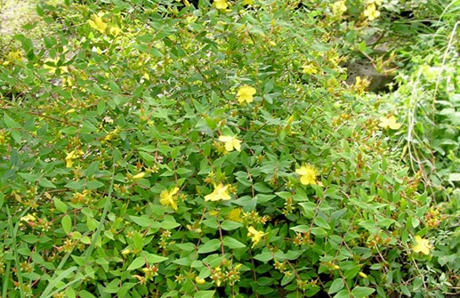 Vinterhypericum 'Hidcote'