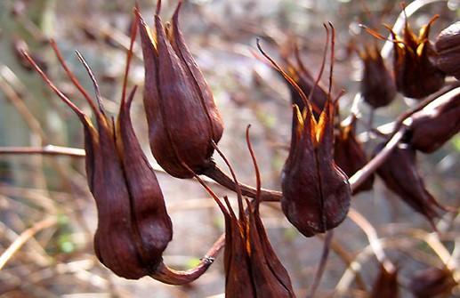 Vinterhypericum, fröställning