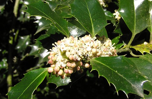 Järnek, blomma och blad