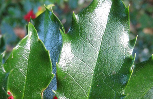 Blå järnek 'Blue Princess', blad