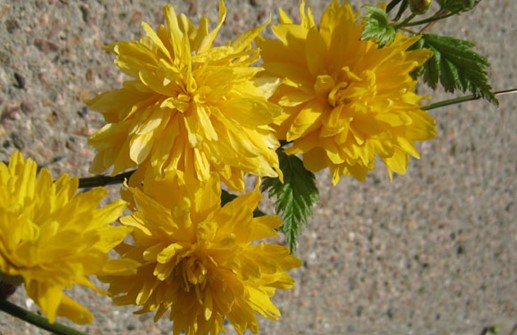 Fylld kerria 'Pleniflora', blomma