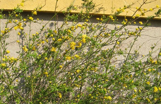 Fylld kerria 'Pleniflora' i blom