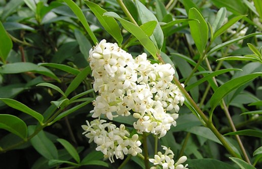 Liguster, blomma