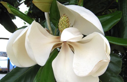 Kungsmagnolia, blomma