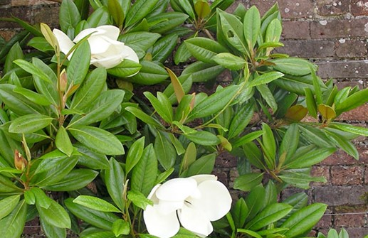 Kungsmagnolia, blomma och blad