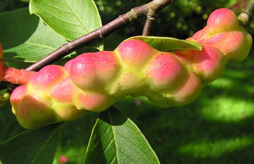 Japansk magnolia, frukt