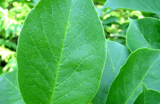 Japansk magnolia, vårblad