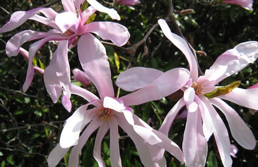 Hybridmagnolia 'Leonard Messel', blomma