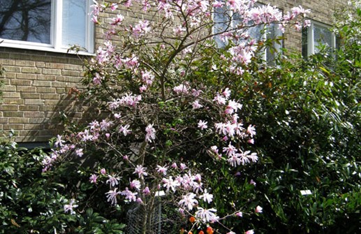 Hybridmagnolia 'Leonard Messel'