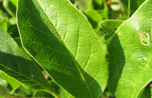 Hybridmagnolia, blad