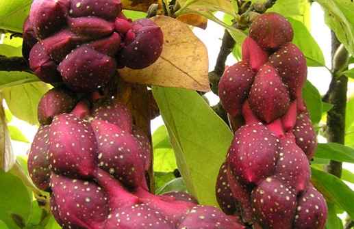 Praktmagnolia 'Lennei Alba', frukt