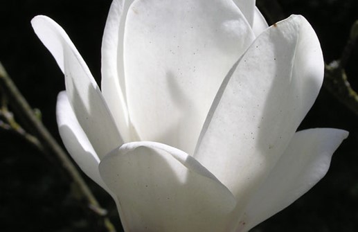 Praktmagnolia 'Lennei Alba', blomma