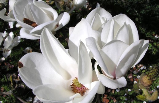 Praktmagnolia 'Lennei Alba', blomma