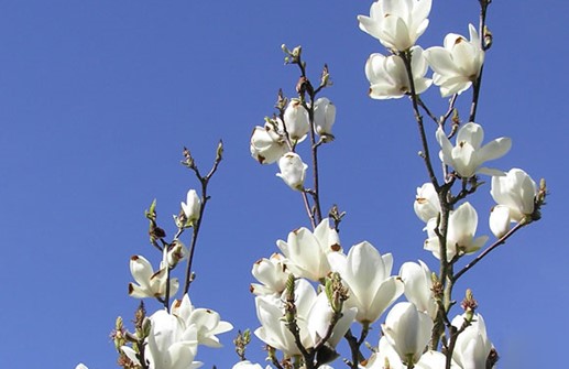 Praktmagnolia 'Lennei Alba', blomma