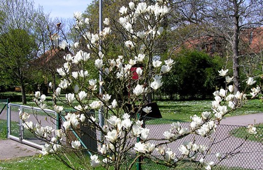 Praktmagnolia 'Lennei Alba'