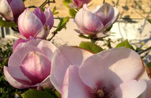 Praktmagnolia 'Rustica Rubra', blomma