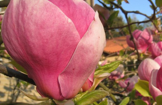 Praktmagnolia 'Rustica Rubra', blomma