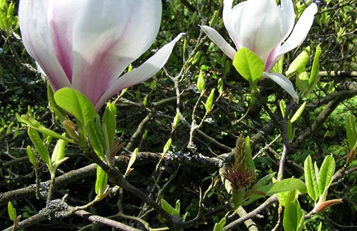 Praktmagnolia, blomma