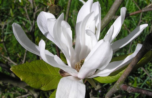 Stjärnmagnolia, blomma