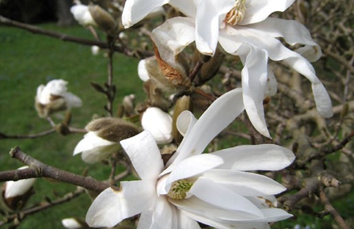 Stjärnmagnolia, blomma